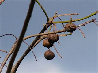 オオアブラギリ